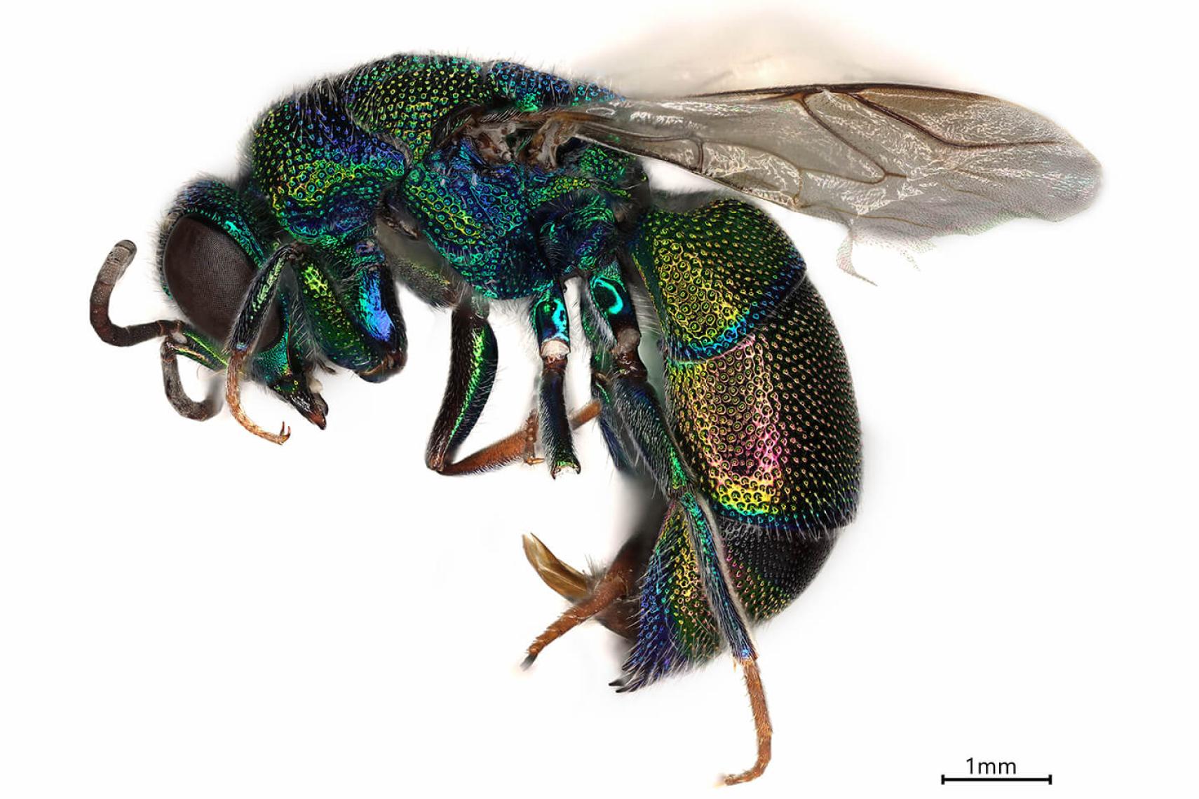 Cuckoo wasp specimen photographed at high resolution