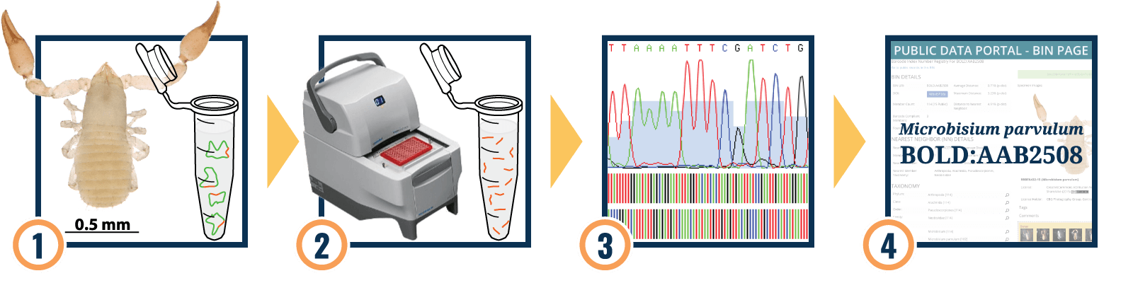 DNA barcoding process