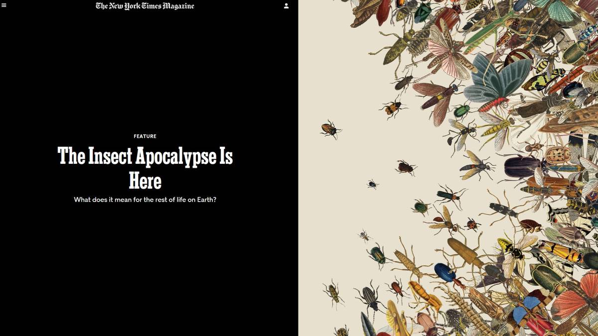 NYT insect apocalypse headline