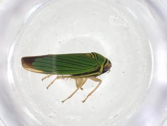Insect specimen 1