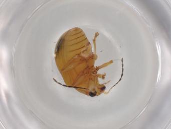 Insect specimen 2